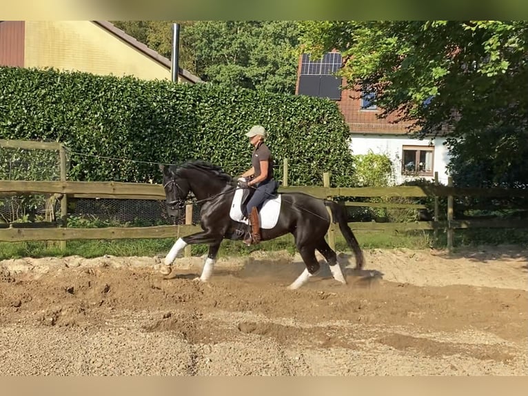 Hannoveraan Merrie 6 Jaar 167 cm Zwart in Alfstedt