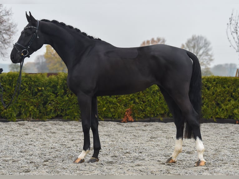 Hannoveraan Merrie 6 Jaar 167 cm Zwart in Tiddische