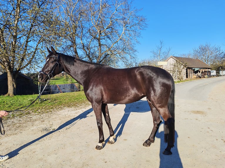 Hannoveraan Merrie 6 Jaar 167 cm Zwart in Gerolsbach