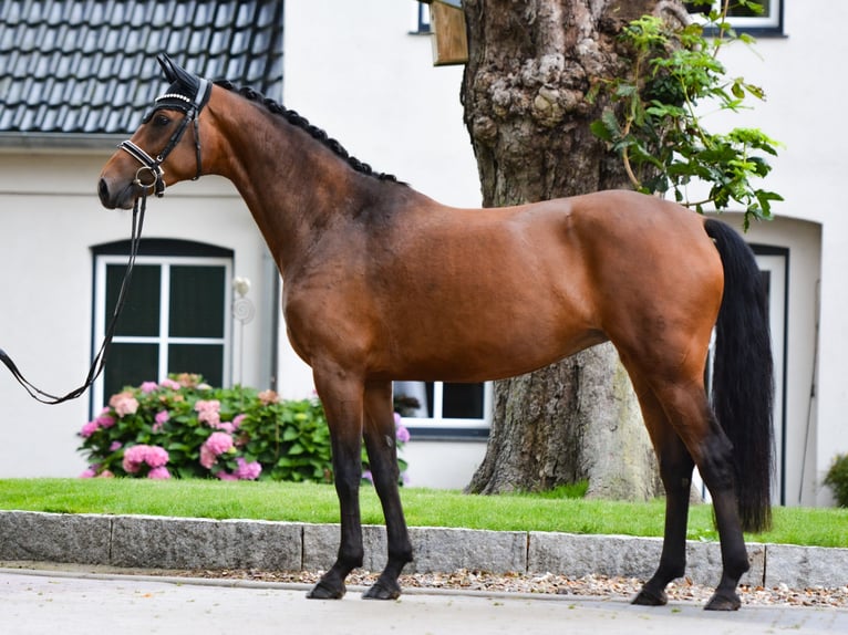 Hannoveraan Merrie 6 Jaar 168 cm Bruin in Freienwill