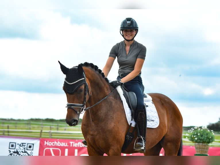 Hannoveraan Merrie 6 Jaar 168 cm Bruin in Freienwill