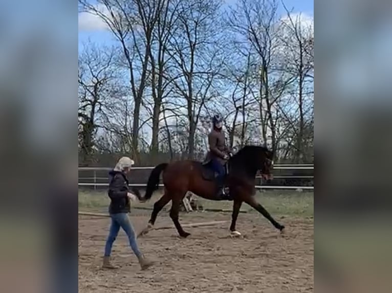 Hannoveraan Merrie 6 Jaar 168 cm Bruin in Ludwigslust