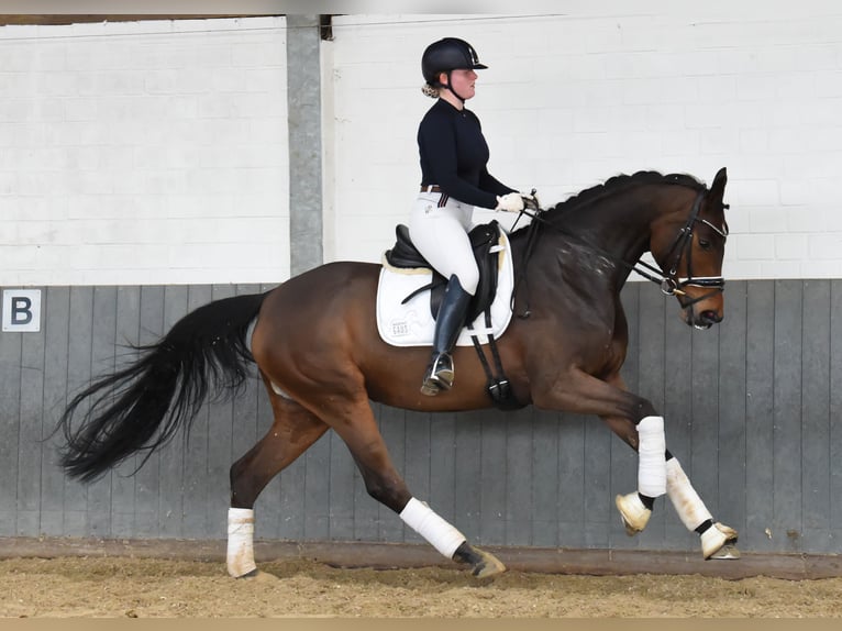 Hannoveraan Merrie 6 Jaar 168 cm Bruin in Tiddische13