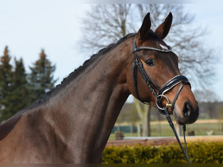 Hannoveraan Merrie 6 Jaar 168 cm Bruin in Tiddische13