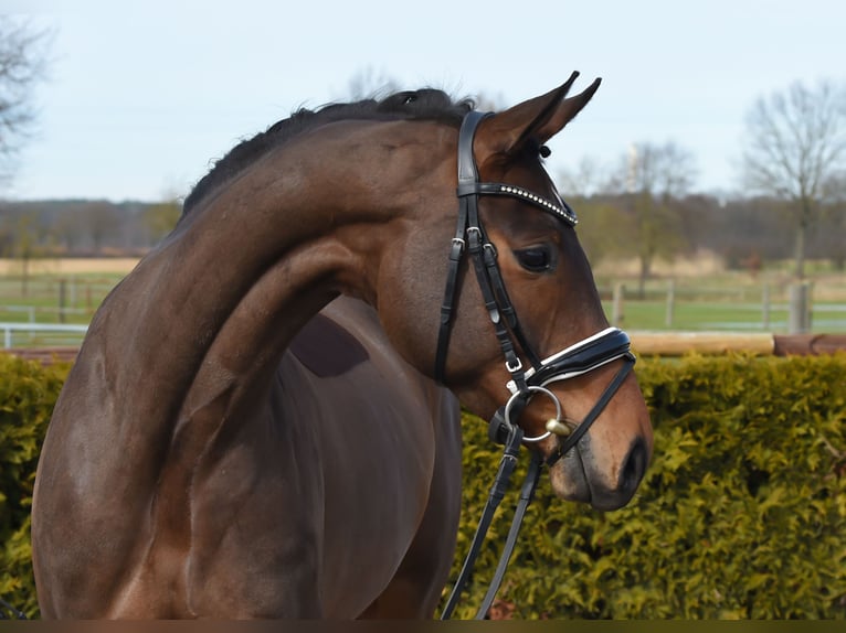 Hannoveraan Merrie 6 Jaar 168 cm Bruin in Tiddische13