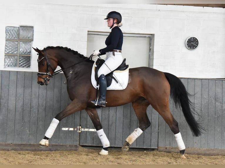 Hannoveraan Merrie 6 Jaar 168 cm Bruin in Tiddische13