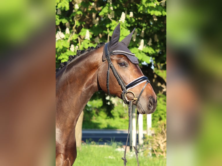 Hannoveraan Merrie 6 Jaar 168 cm Bruin in Selsingen