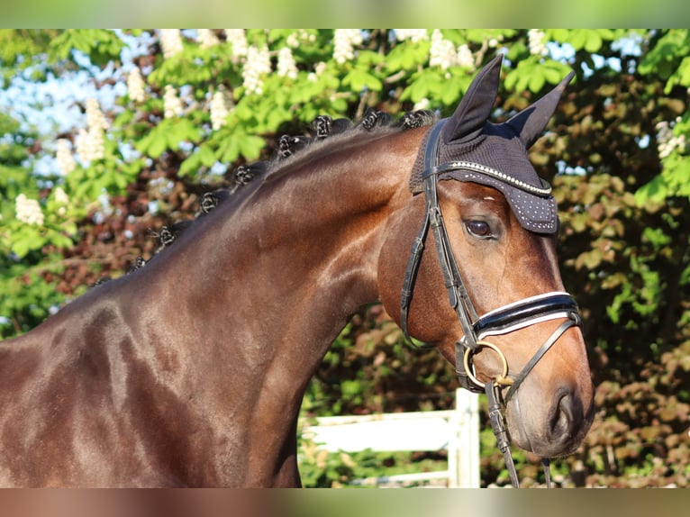 Hannoveraan Merrie 6 Jaar 168 cm Bruin in Selsingen