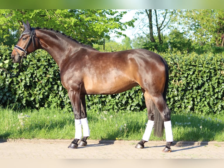 Hannoveraan Merrie 6 Jaar 168 cm Bruin in Selsingen