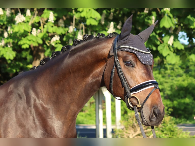 Hannoveraan Merrie 6 Jaar 168 cm Bruin in Selsingen