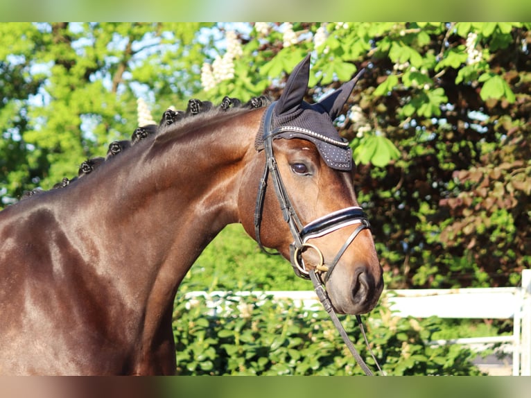 Hannoveraan Merrie 6 Jaar 168 cm Bruin in Selsingen