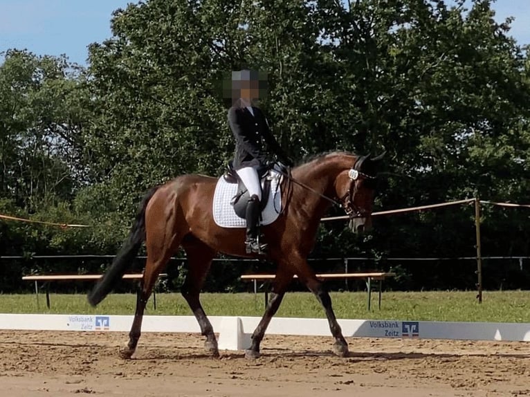 Hannoveraan Merrie 6 Jaar 168 cm Bruin in Dohna