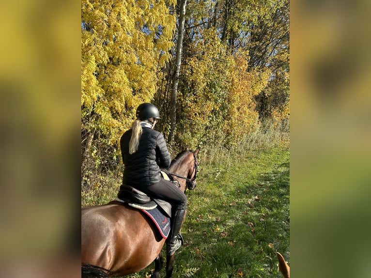 Hannoveraan Merrie 6 Jaar 168 cm Bruin in Dohna