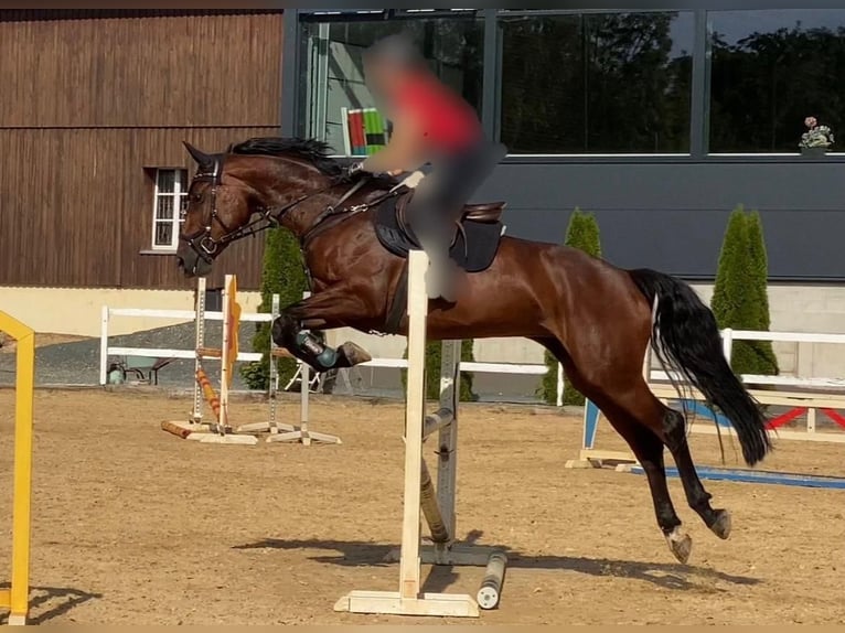 Hannoveraan Merrie 6 Jaar 168 cm Bruin in Dohna