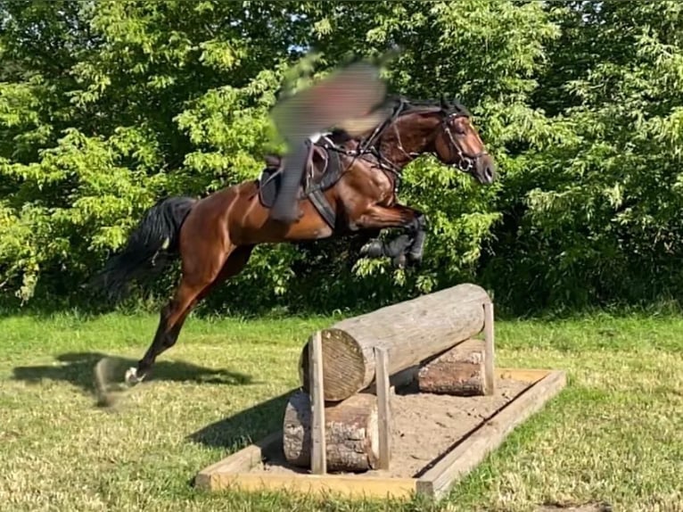 Hannoveraan Merrie 6 Jaar 168 cm Bruin in Dohna