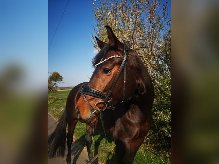 Hannoveraan Merrie 6 Jaar 168 cm Bruin in Elze