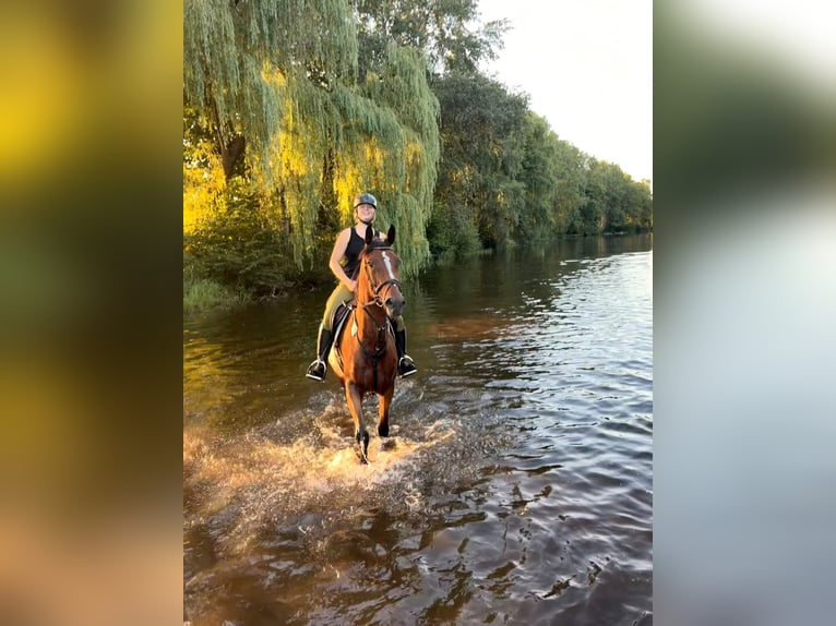 Hannoveraan Merrie 6 Jaar 168 cm Bruin in Scheeßel