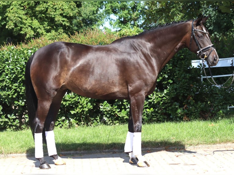 Hannoveraan Merrie 6 Jaar 168 cm Donkerbruin in Selsingen