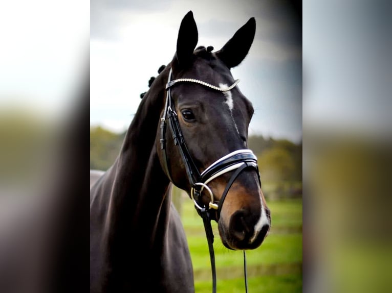 Hannoveraan Merrie 6 Jaar 168 cm Donkerbruin in Niederkrüchten