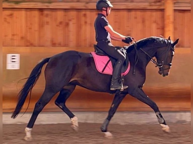 Hannoveraan Merrie 6 Jaar 168 cm Donkerbruin in Niederkrüchten