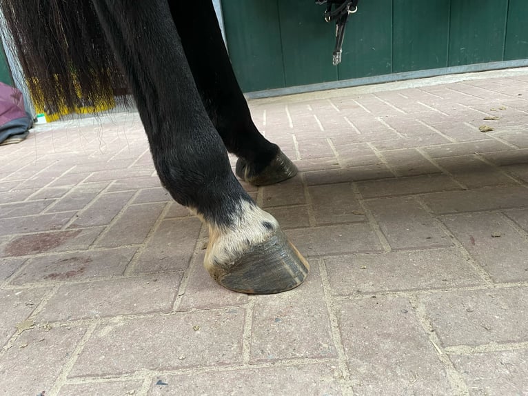 Hannoveraan Merrie 6 Jaar 168 cm Donkerbruin in Zernien