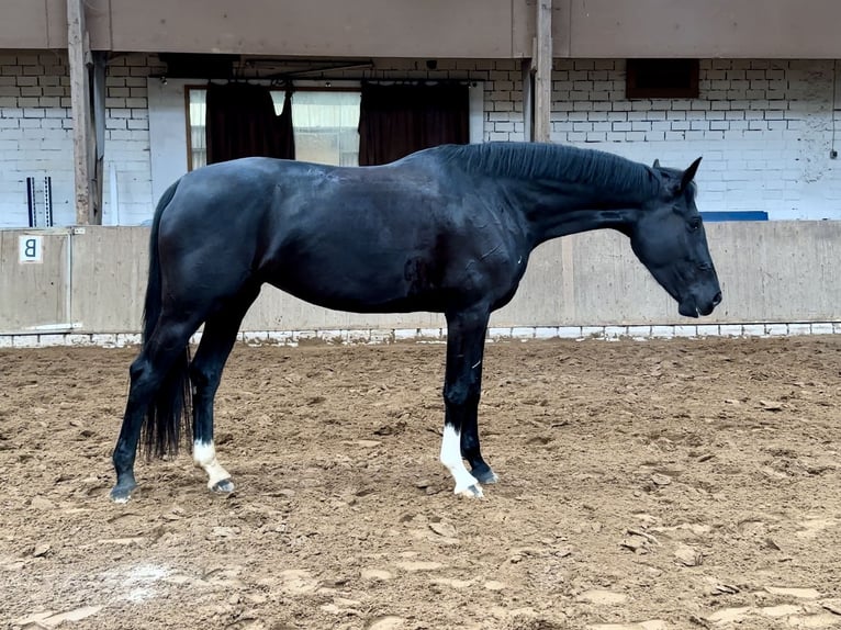 Hannoveraan Merrie 6 Jaar 168 cm in M&#xFC;nster