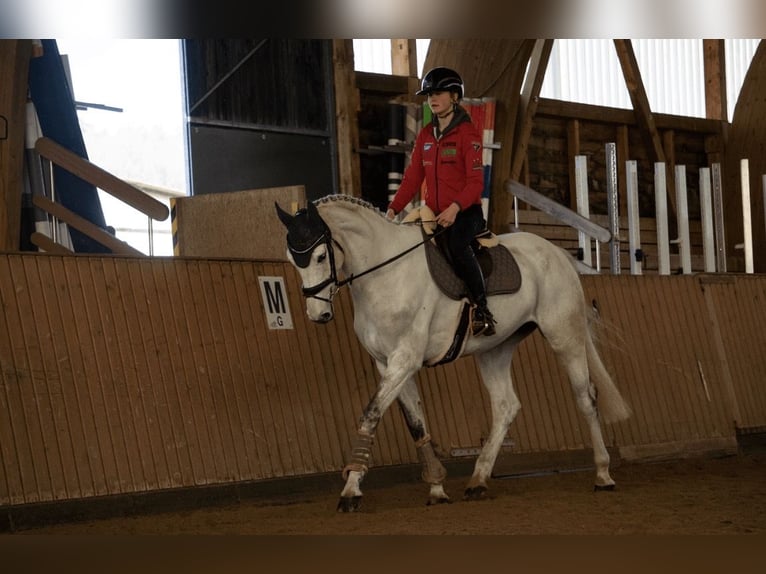 Hannoveraan Merrie 6 Jaar 168 cm Schimmel in Bad Neustadt an der Saale