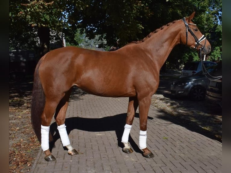 Hannoveraan Merrie 6 Jaar 168 cm Vos in Fredenbeck