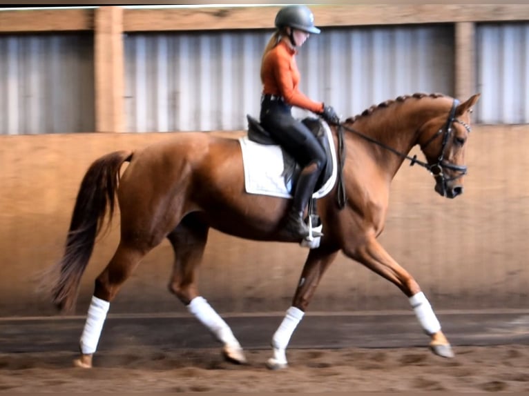 Hannoveraan Merrie 6 Jaar 168 cm Vos in Fredenbeck