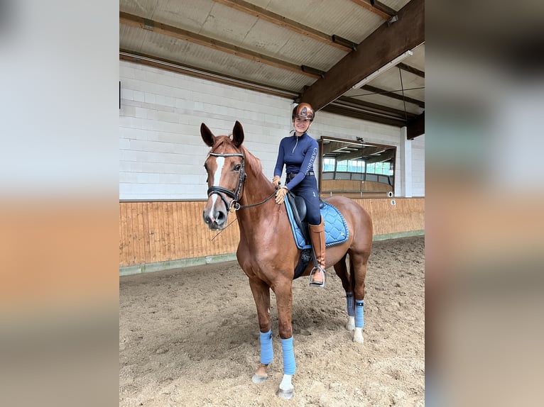 Hannoveraan Merrie 6 Jaar 168 cm Vos in Hoisdorf