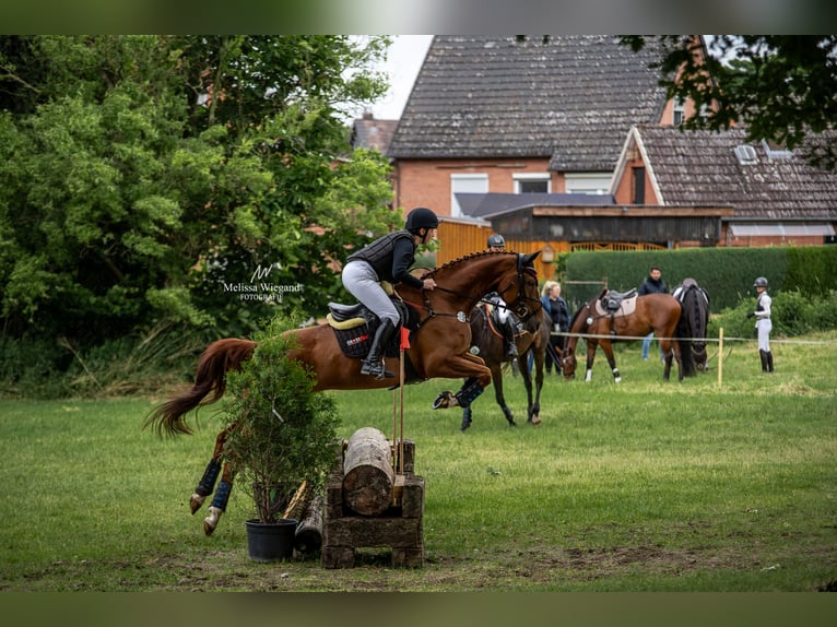 Hannoveraan Merrie 6 Jaar 168 cm Vos in Gorleben Meetschow