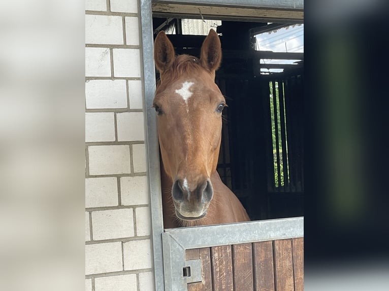 Hannoveraan Merrie 6 Jaar 168 cm Vos in Stade