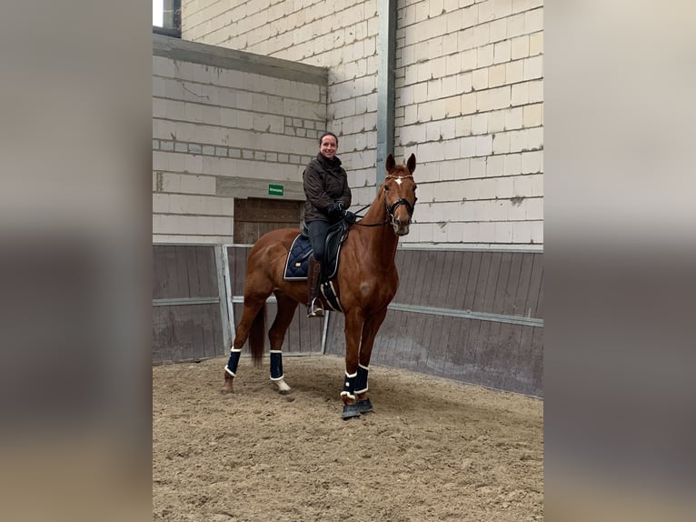 Hannoveraan Merrie 6 Jaar 168 cm Vos in Stade