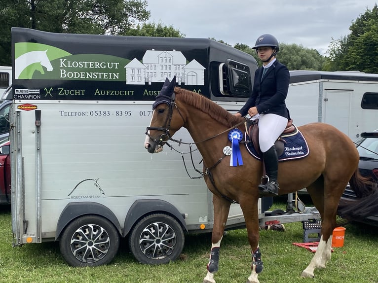 Hannoveraan Merrie 6 Jaar 168 cm Vos in Langelsheim