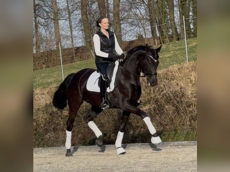 Hannoveraan Merrie 6 Jaar 168 cm Zwart in Westerkappeln