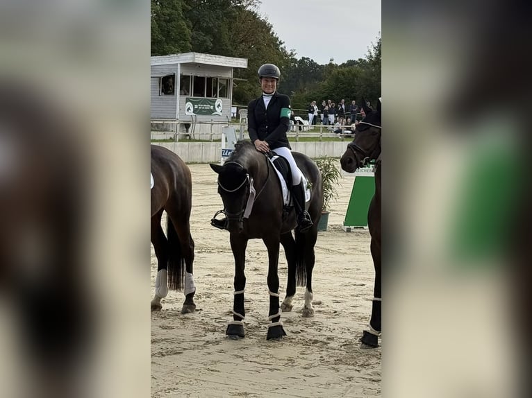 Hannoveraan Merrie 6 Jaar 168 cm Zwart in Bünde