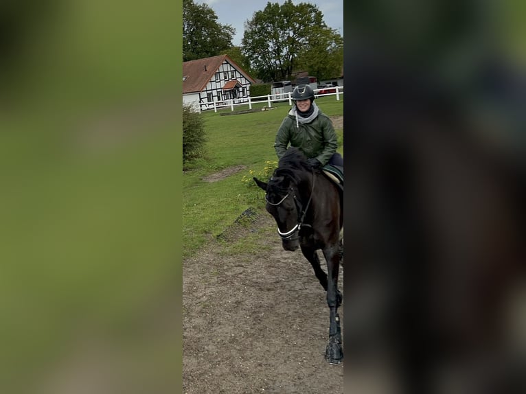 Hannoveraan Merrie 6 Jaar 168 cm Zwart in Bünde