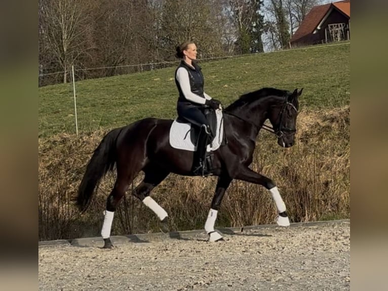 Hannoveraan Merrie 6 Jaar 168 cm Zwart in Westerkappeln