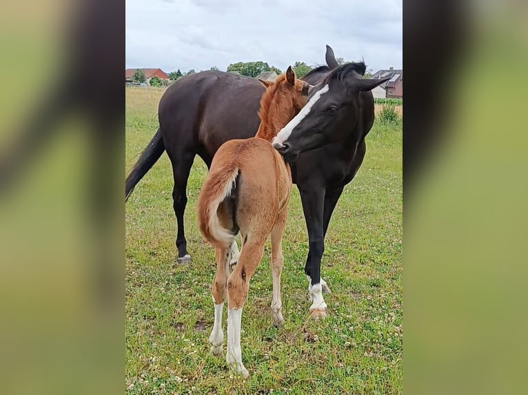 Hannoveraan Merrie 6 Jaar 168 cm Zwart in Oebisfelde