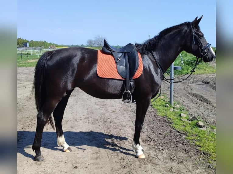 Hannoveraan Merrie 6 Jaar 168 cm Zwart in Oebisfelde