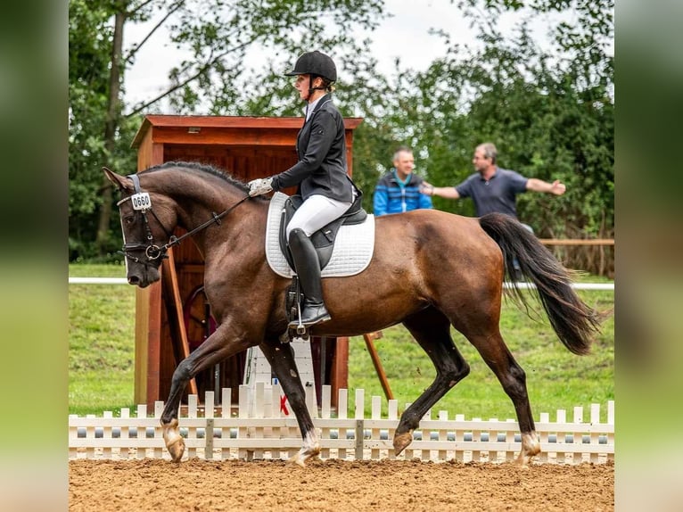 Hannoveraan Merrie 6 Jaar 168 cm Zwart in Oebisfelde