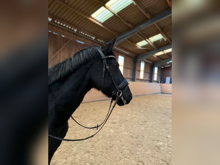 Hannoveraan Merrie 6 Jaar 168 cm Zwart in Boulogne-Billancourt