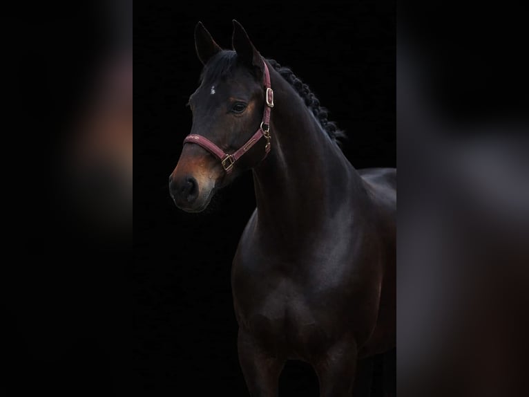 Hannoveraan Merrie 6 Jaar 168 cm Zwartbruin in Nettersheim