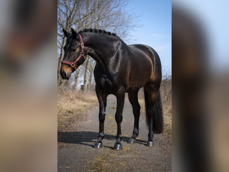 Hannoveraan Merrie 6 Jaar 168 cm Zwartbruin in Nettersheim