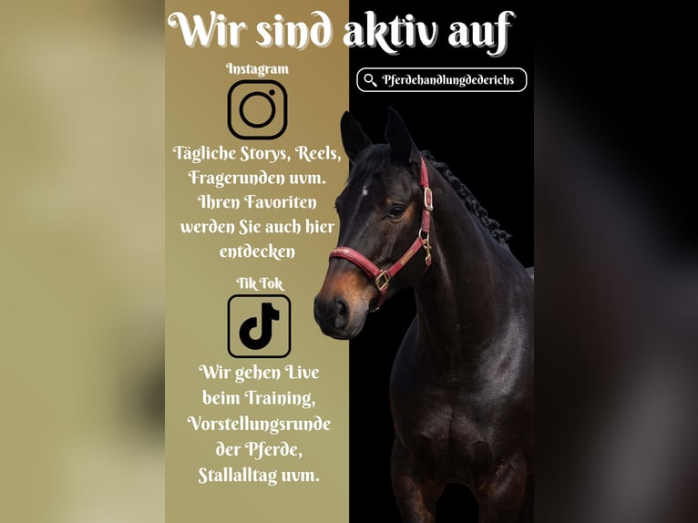 Hannoveraan Merrie 6 Jaar 168 cm Zwartbruin in Nettersheim