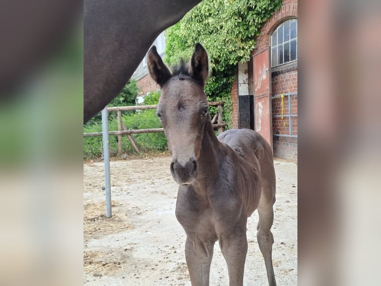 Hannoveraan Merrie 6 Jaar 168 cm Zwartbruin in Agathenburg