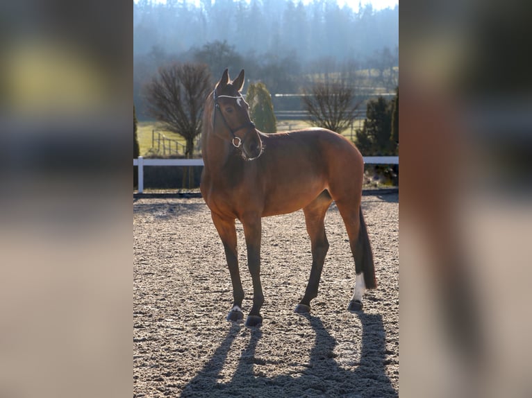 Hannoveraan Merrie 6 Jaar 169 cm Bruin in Schwäbisch Hall