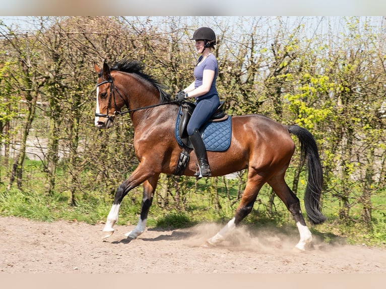 Hannoveraan Merrie 6 Jaar 169 cm Bruin in Wietzen