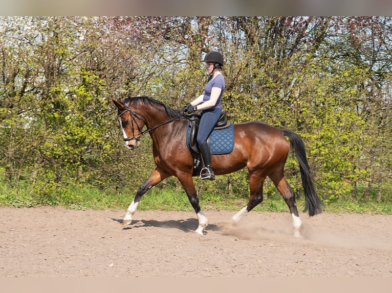 Hannoveraan Merrie 6 Jaar 169 cm Bruin in Wietzen