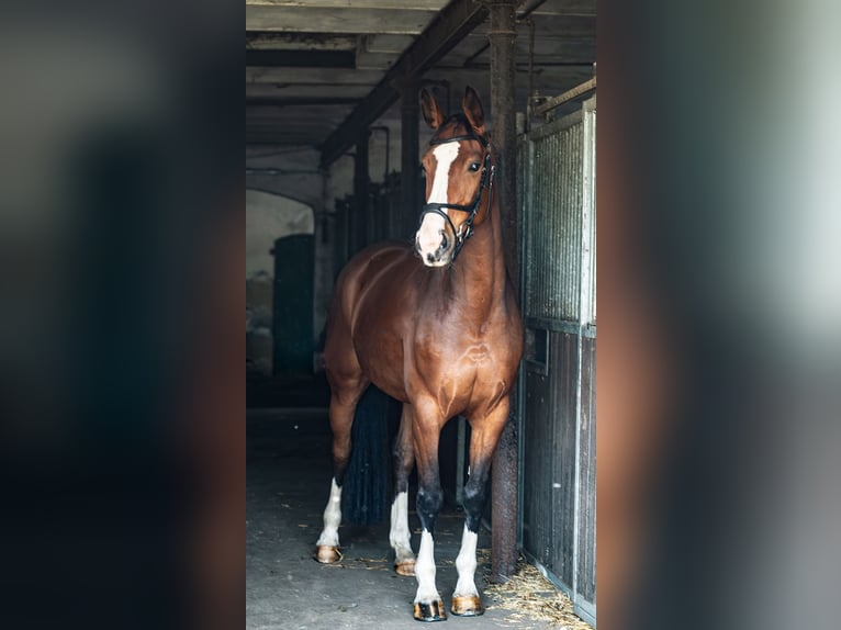 Hannoveraan Merrie 6 Jaar 169 cm Bruin in Wietzen